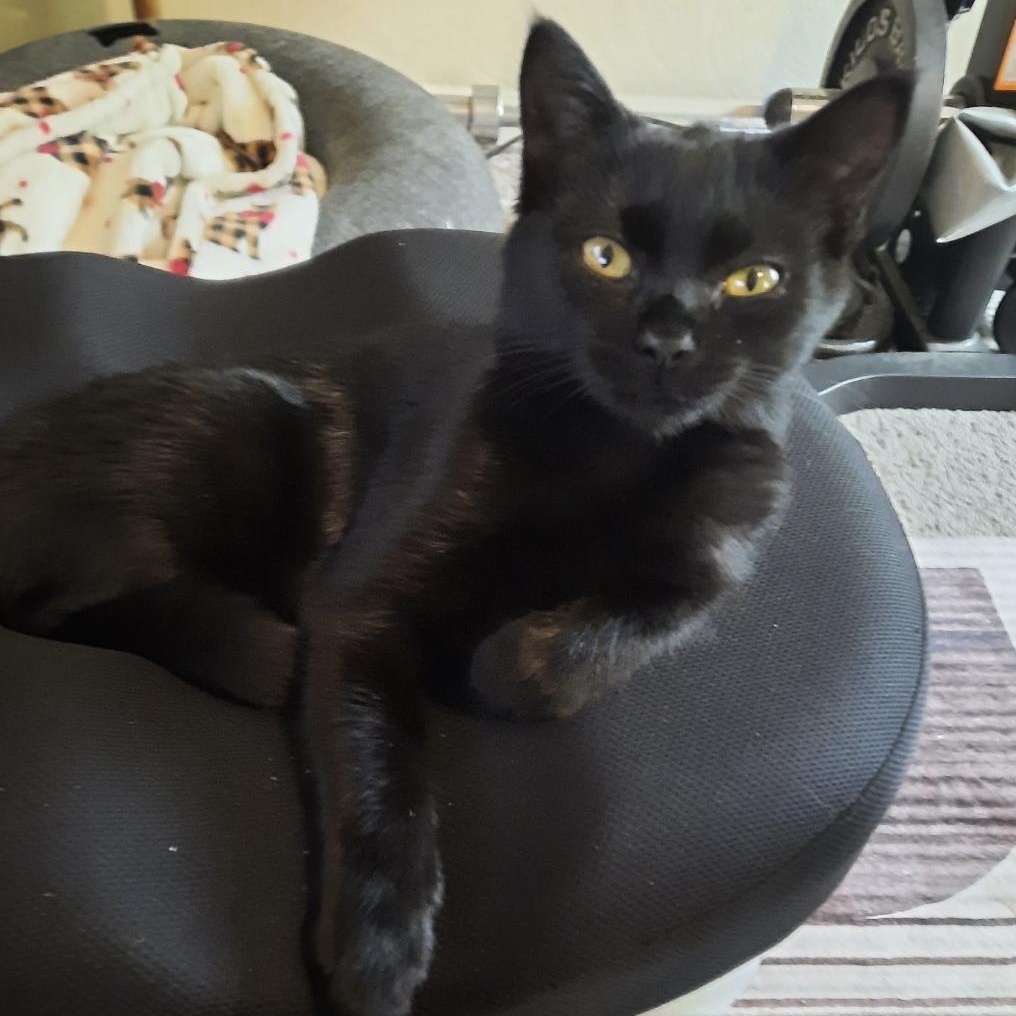 Enlarge Batty Koda, a Adoptable Domestic Short Hair in Roanoke, VA image 1/4