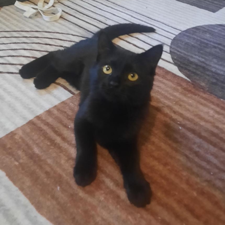 Enlarge Batty Koda, a Adoptable Domestic Short Hair in Roanoke, VA image 2/4