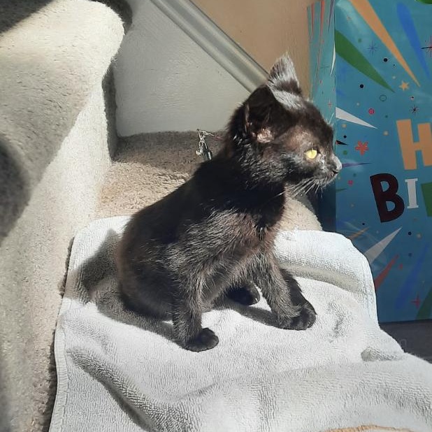 Enlarge Batty Koda, a Adoptable Domestic Short Hair in Roanoke, VA image 4/4