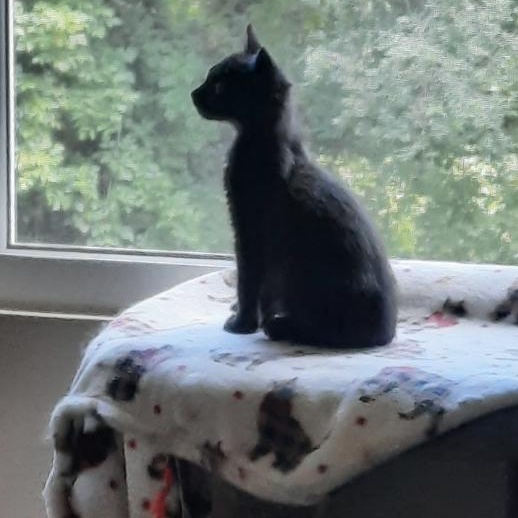 Enlarge Batty Koda, a Adoptable Domestic Short Hair in Roanoke, VA image 3/4