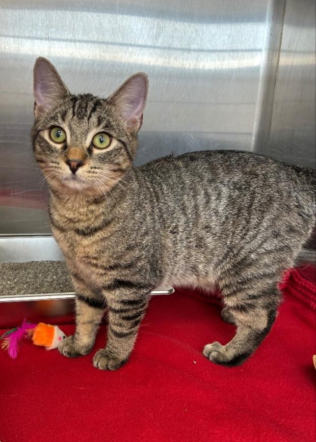Theo, a Adoptable mixed breed in Hartsville, SC image 4/5