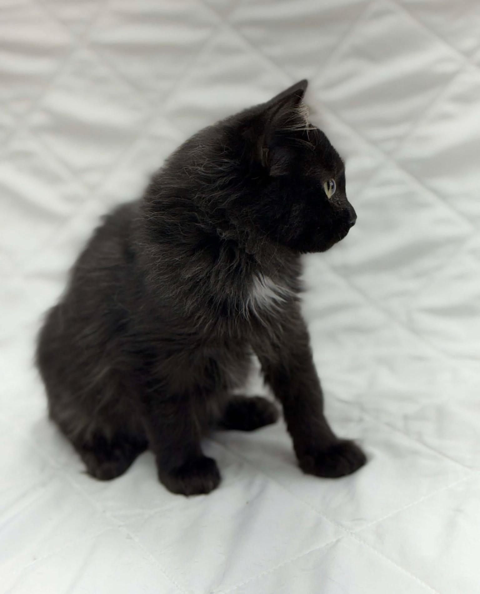 Enlarge Phantom, a Adoptable Domestic Medium Hair in Othello, WA image 2/2