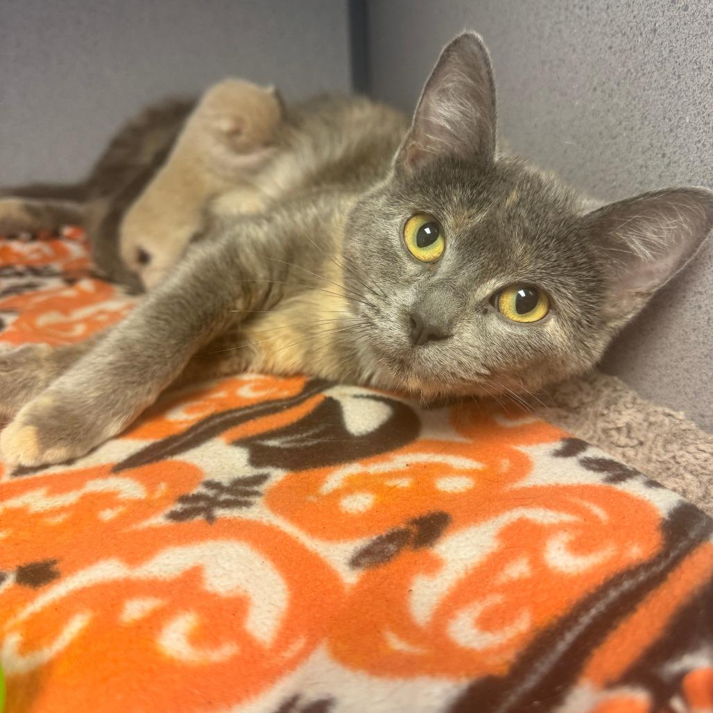 Enlarge Moonstone, a Adoptable Domestic Short Hair in Cedar Rapids, IA image 1/1
