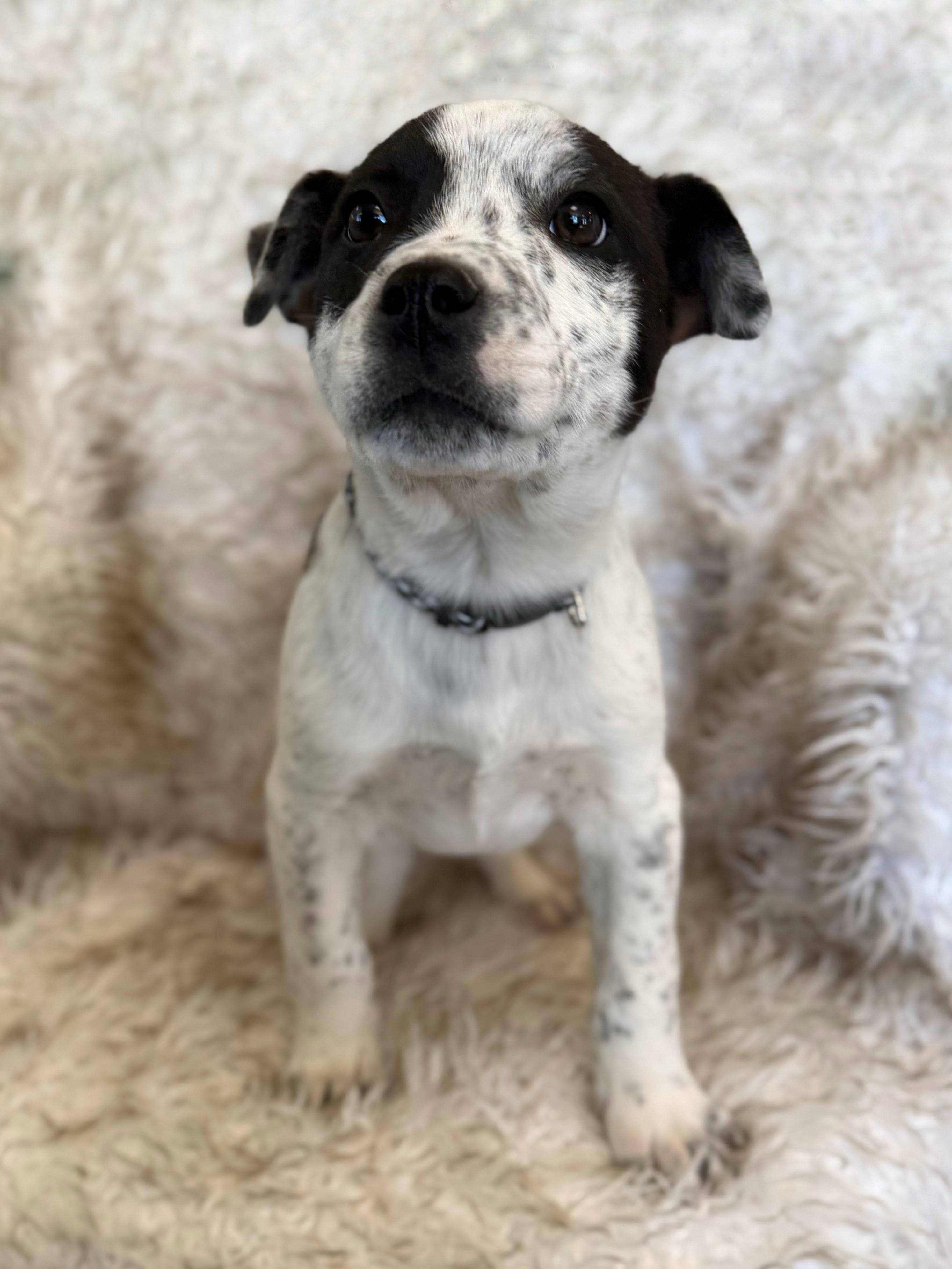 Enlarge Kaleb, an adopted mixed breed in Eagle, CO image 3/6