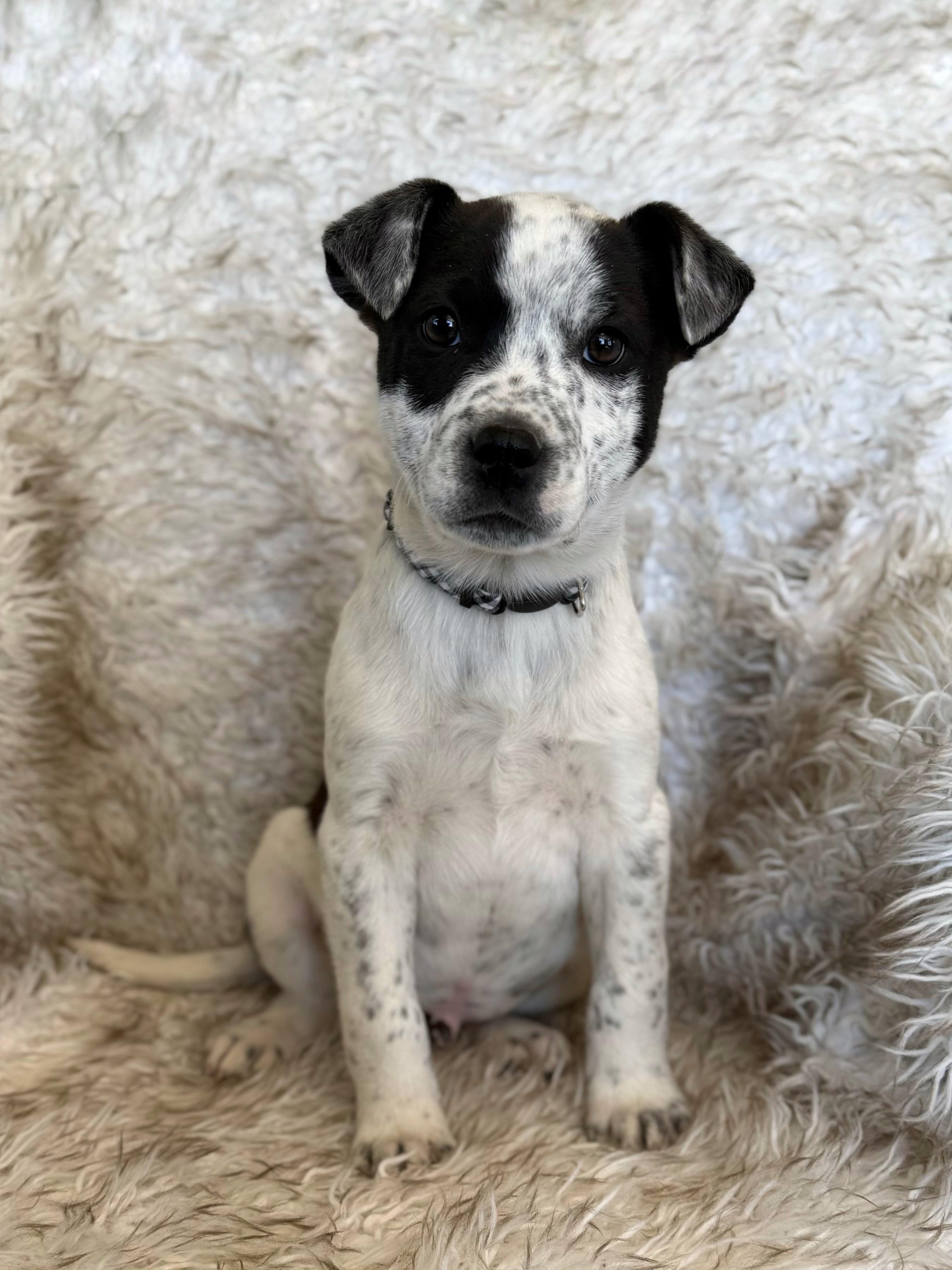 Enlarge Kaleb, an adopted mixed breed in Eagle, CO image 2/6