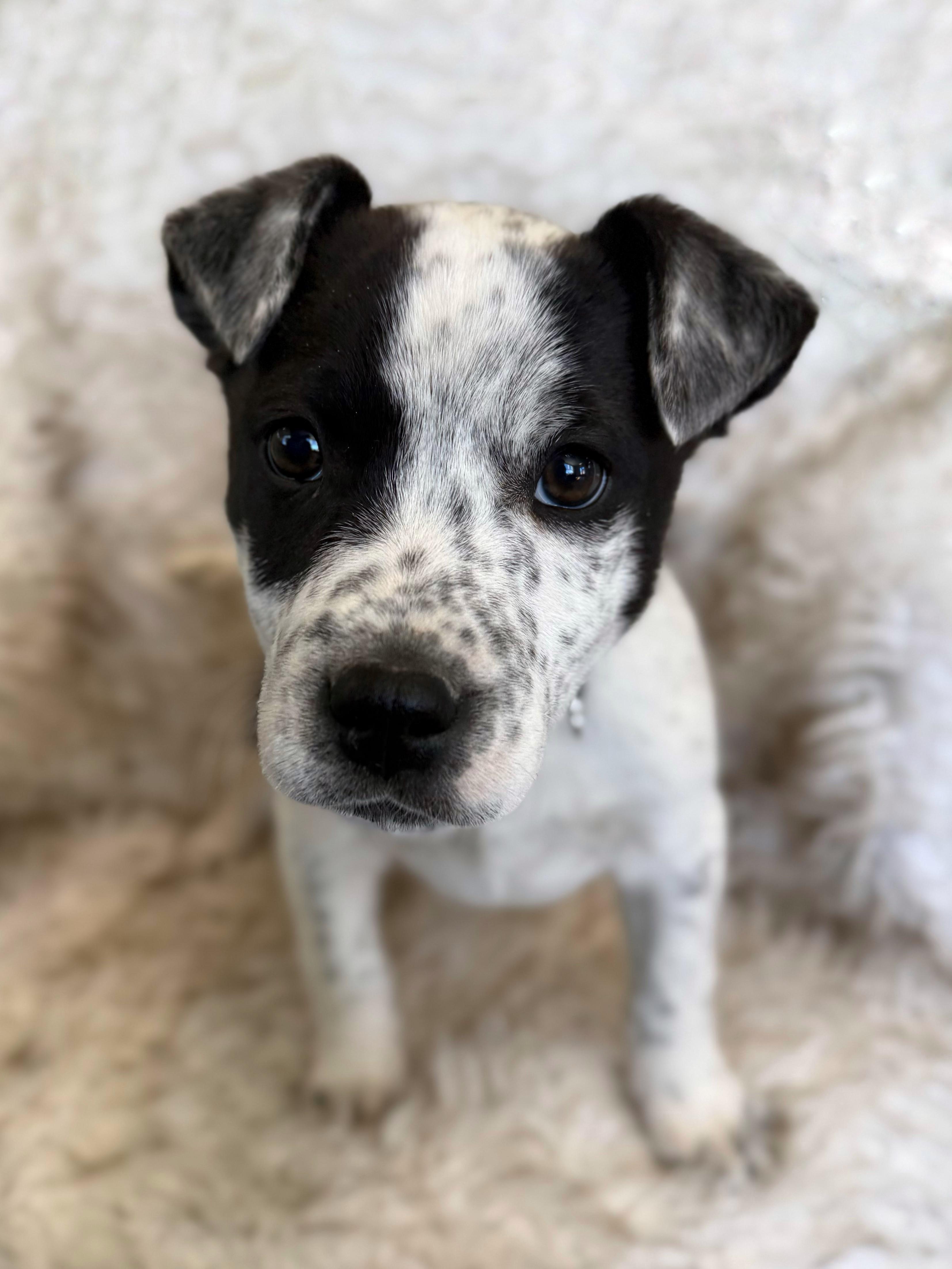 Enlarge Kaleb, an adopted mixed breed in Eagle, CO image 4/6