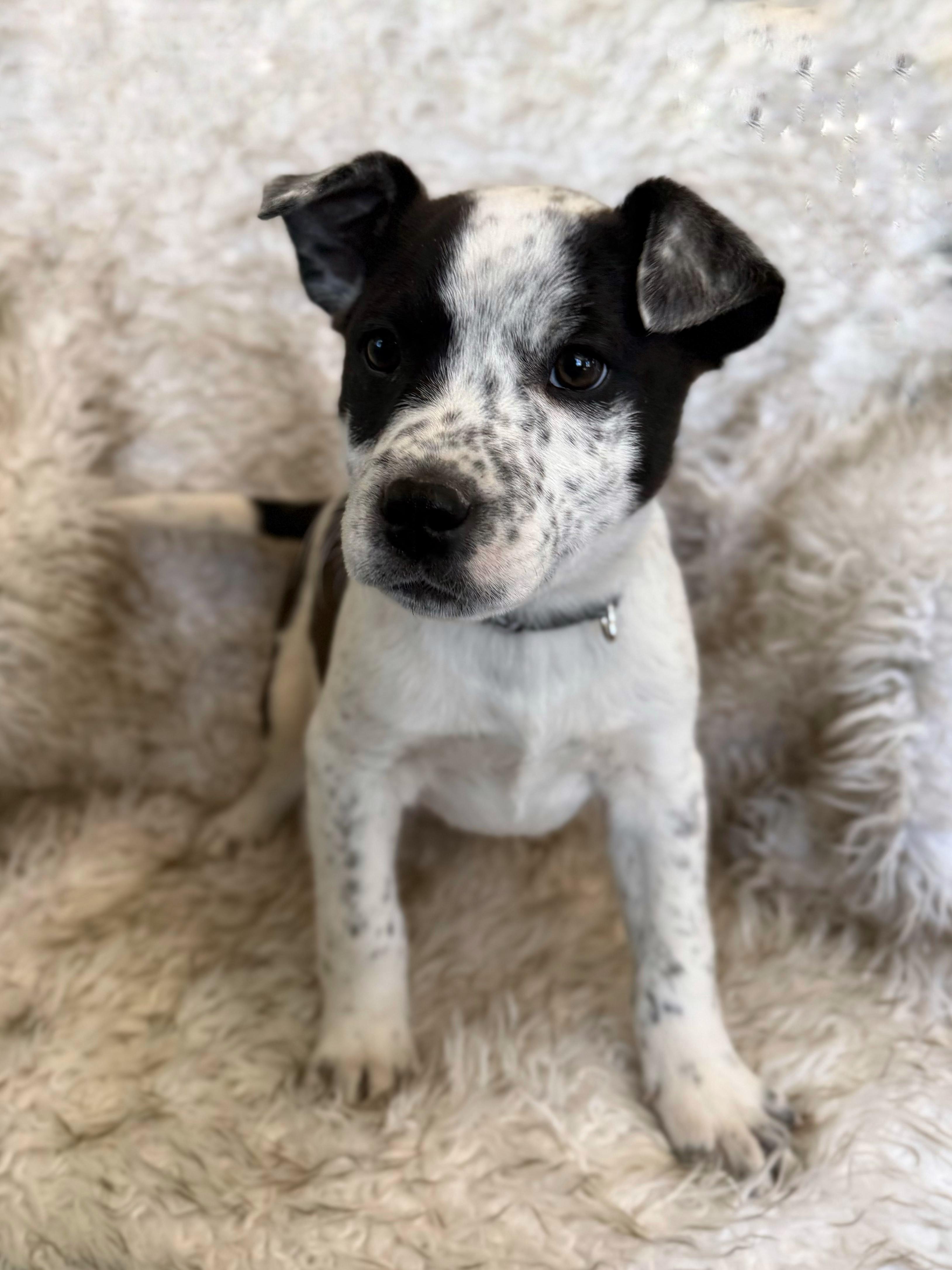 Kaleb, adopted, Puppy Male Australian Cattle Dog / Blue Heeler & Mixed Breed.