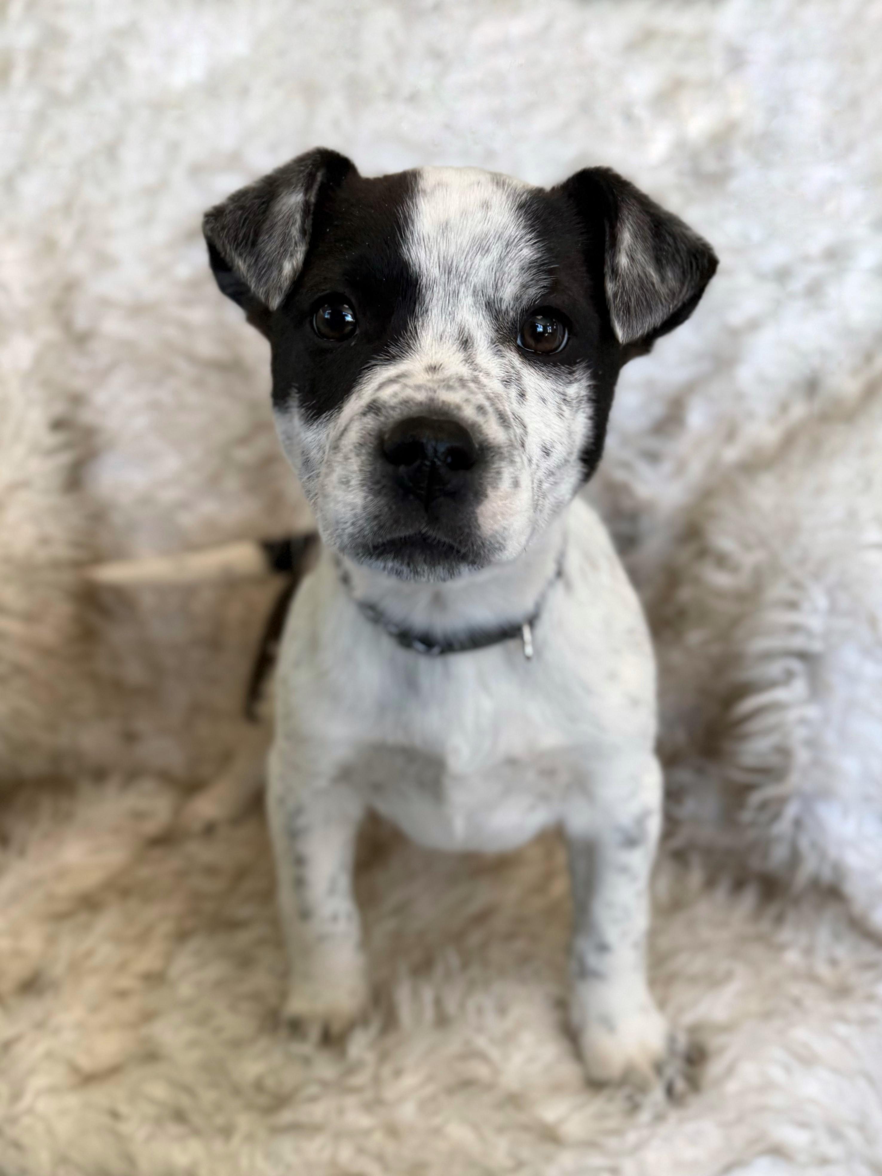 Enlarge Kaleb, an adopted mixed breed in Eagle, CO image 6/6