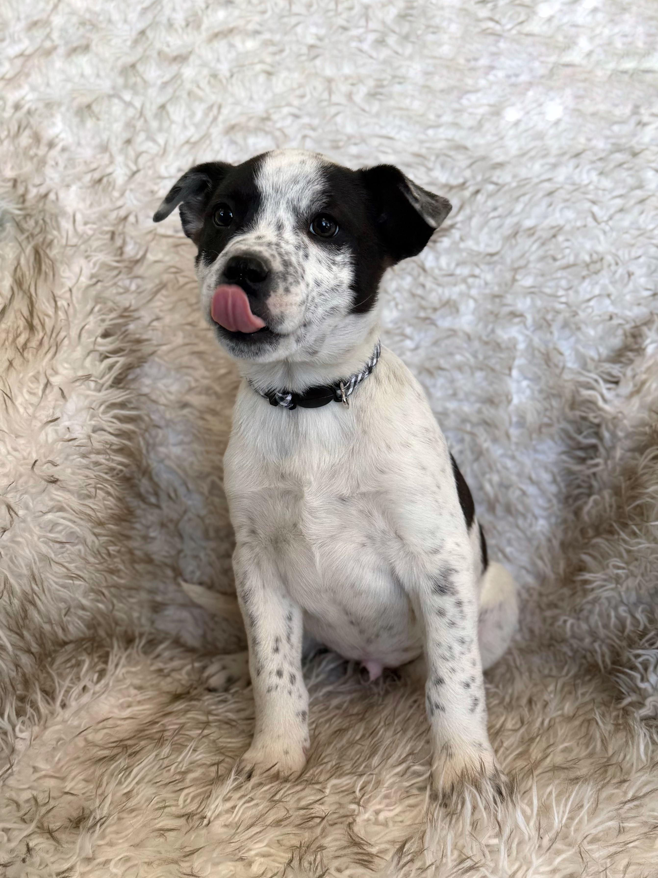 Enlarge Kaleb, an adopted mixed breed in Eagle, CO image 5/6