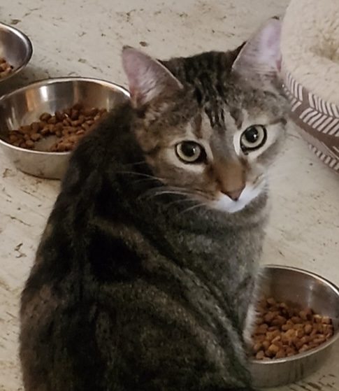 Tamara, a Adoptable Domestic Short Hair in Kenhorst, PA image 2/2