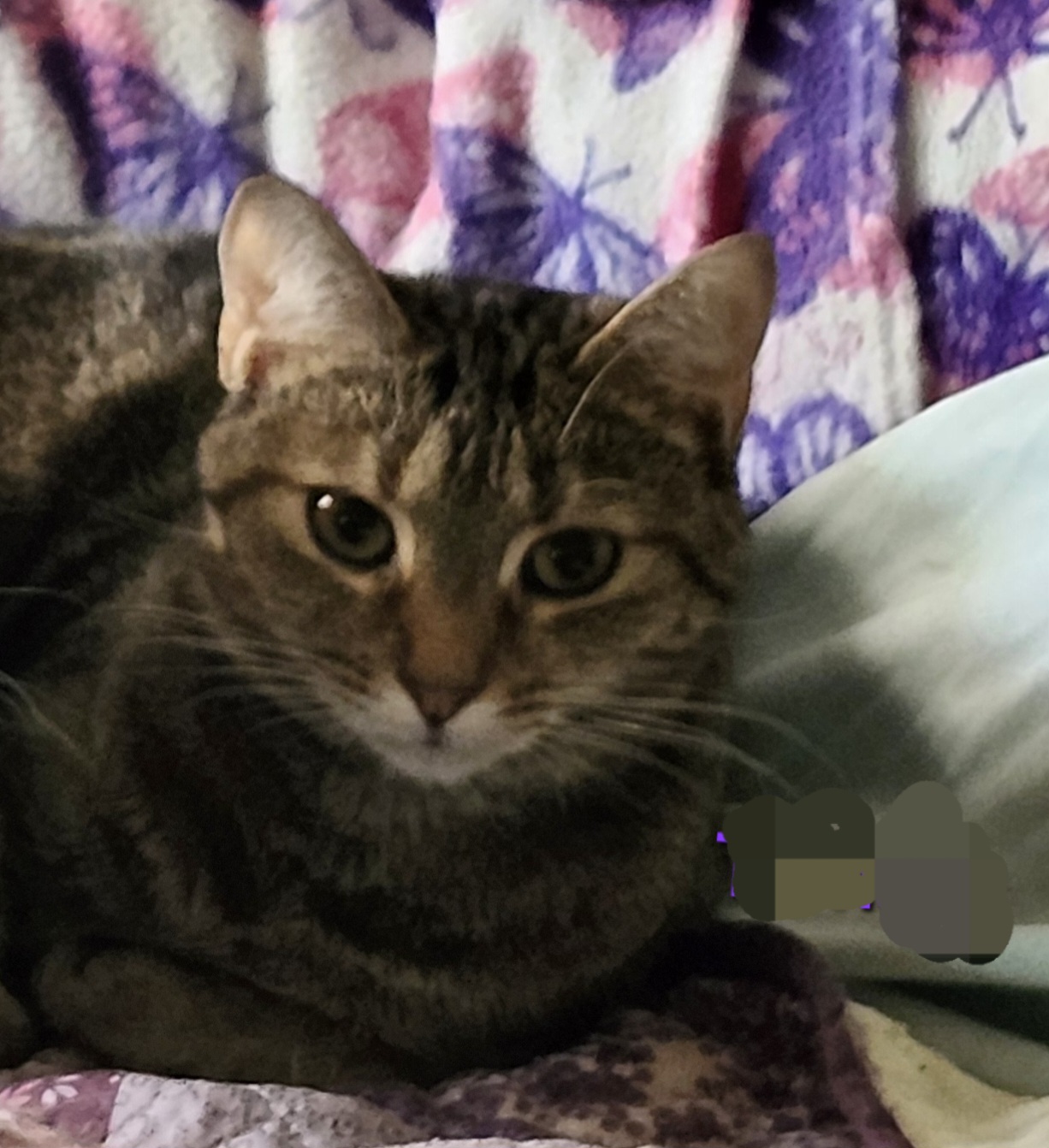 Tamara, Adoptable, Adult Female Domestic Short Hair.