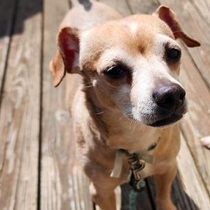 BUDDY, Adoptable, Senior Male Chihuahua.