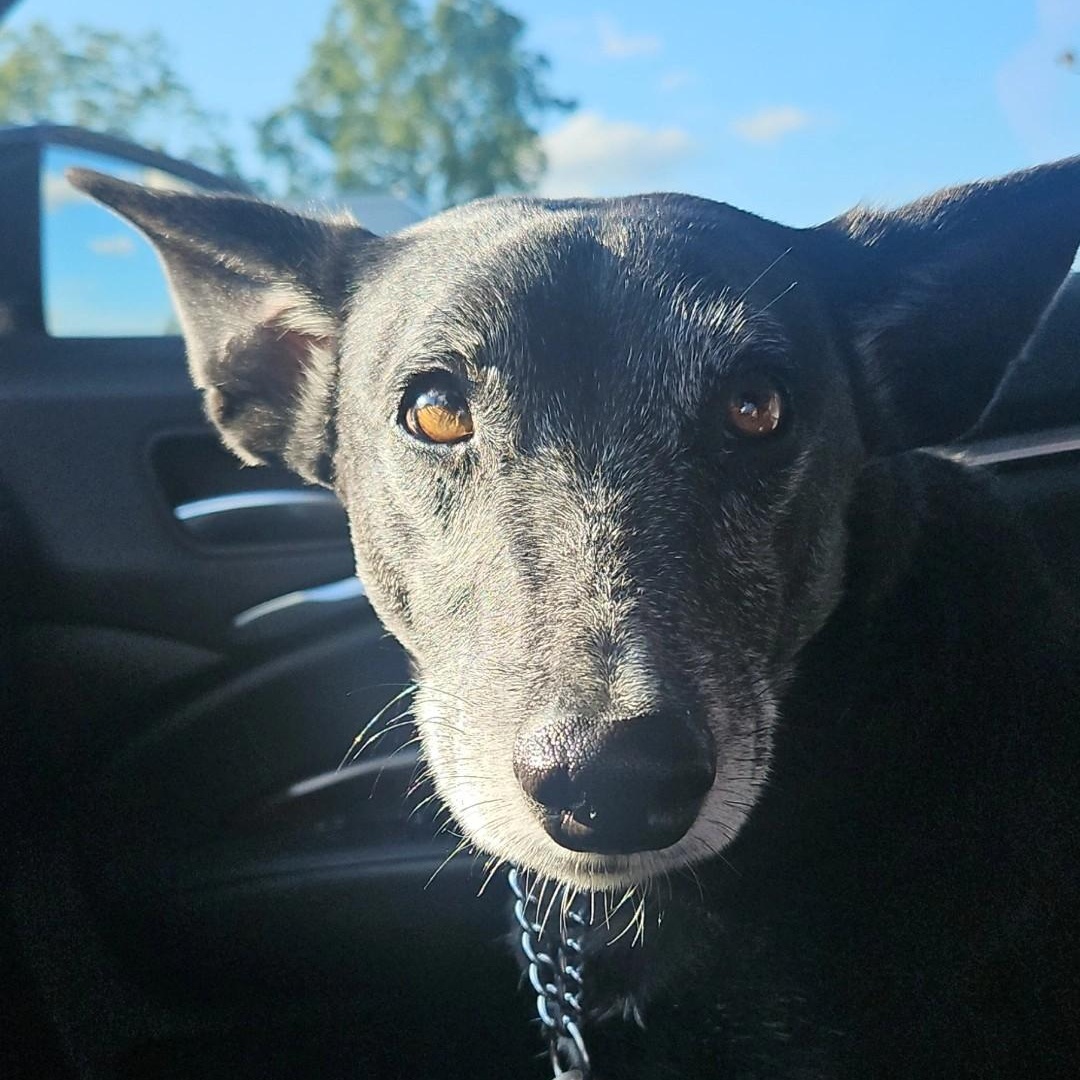 Clint, a Adopted mixed breed in KITCHENER, ON image 1/4