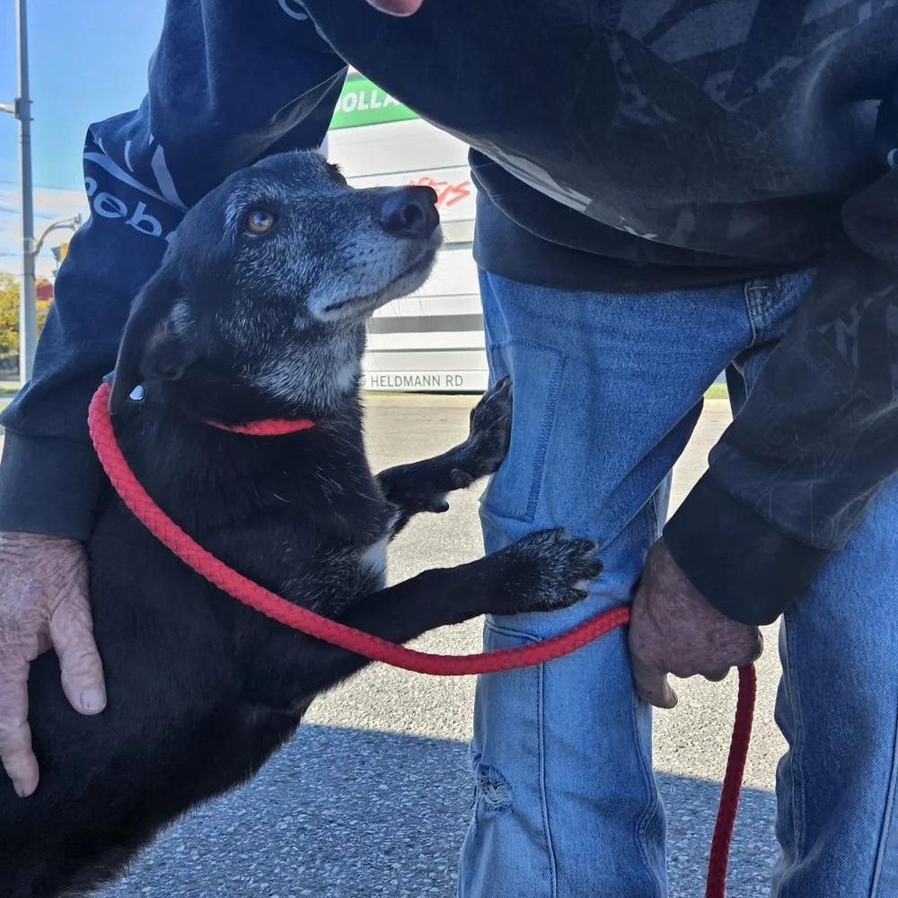 Clint, a Adopted mixed breed in KITCHENER, ON image 2/4