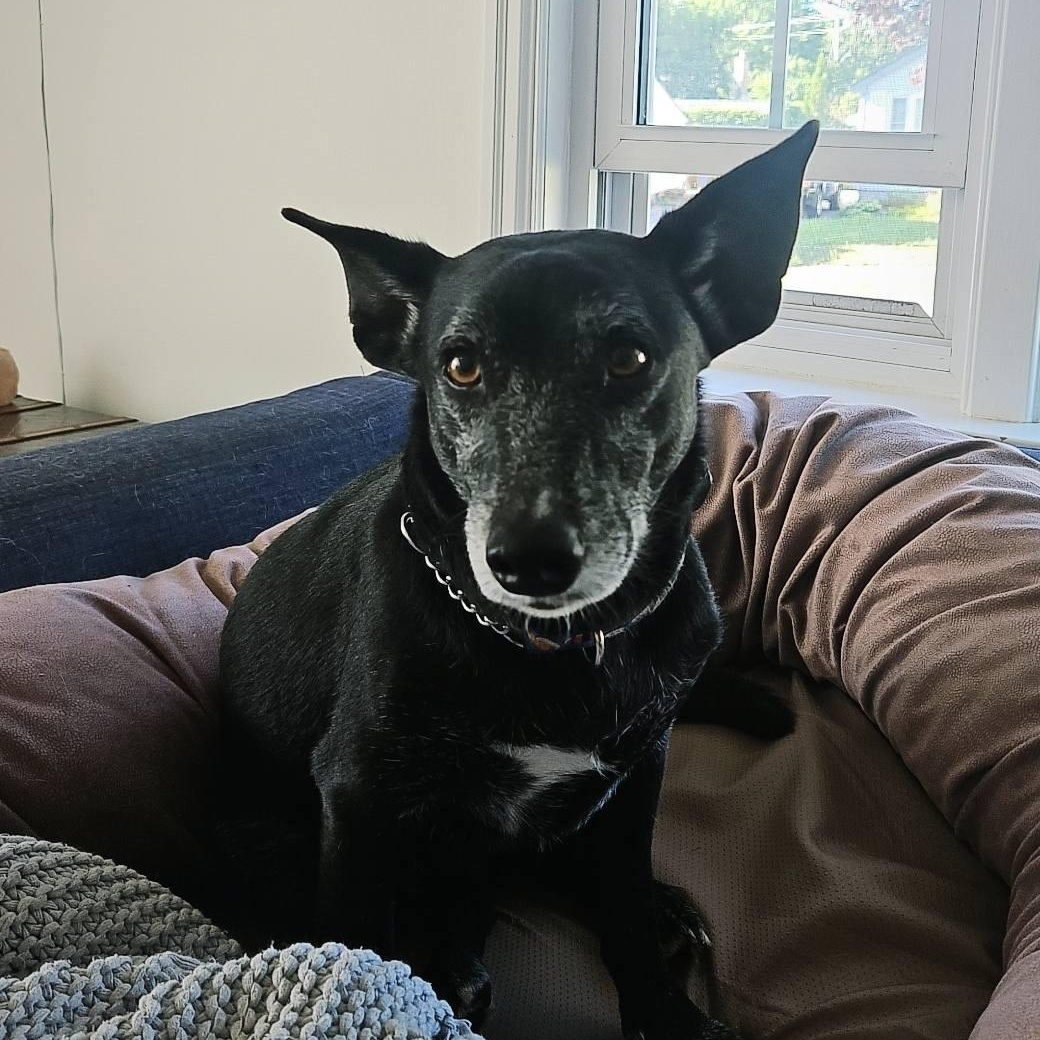 Clint, a Adopted mixed breed in KITCHENER, ON image 3/4