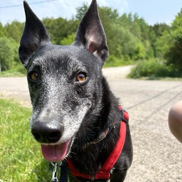Clint, a Adopted mixed breed in KITCHENER, ON image 4/4