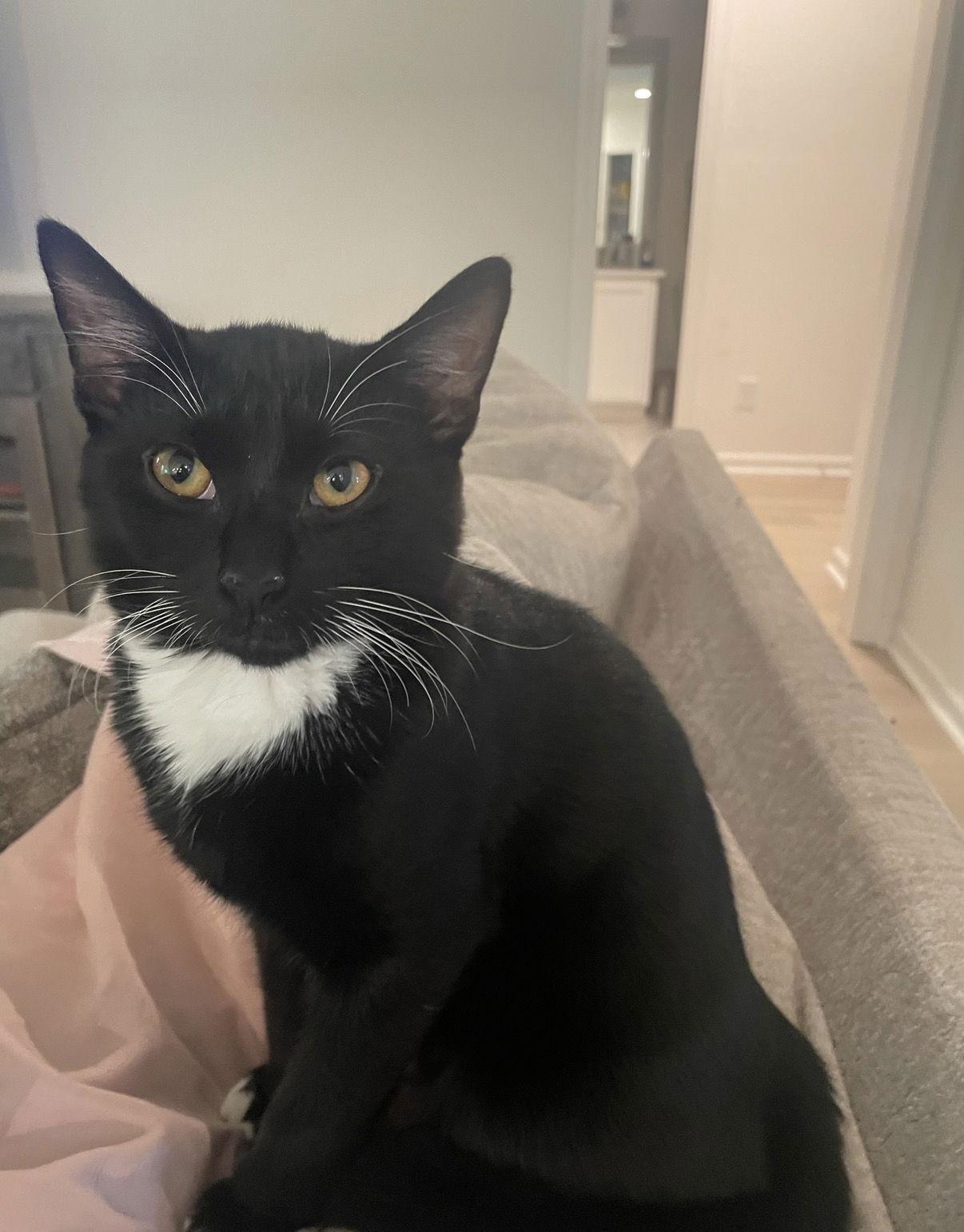 Enlarge Blackie, a Adopted Domestic Short Hair in Buford, GA image 1/3