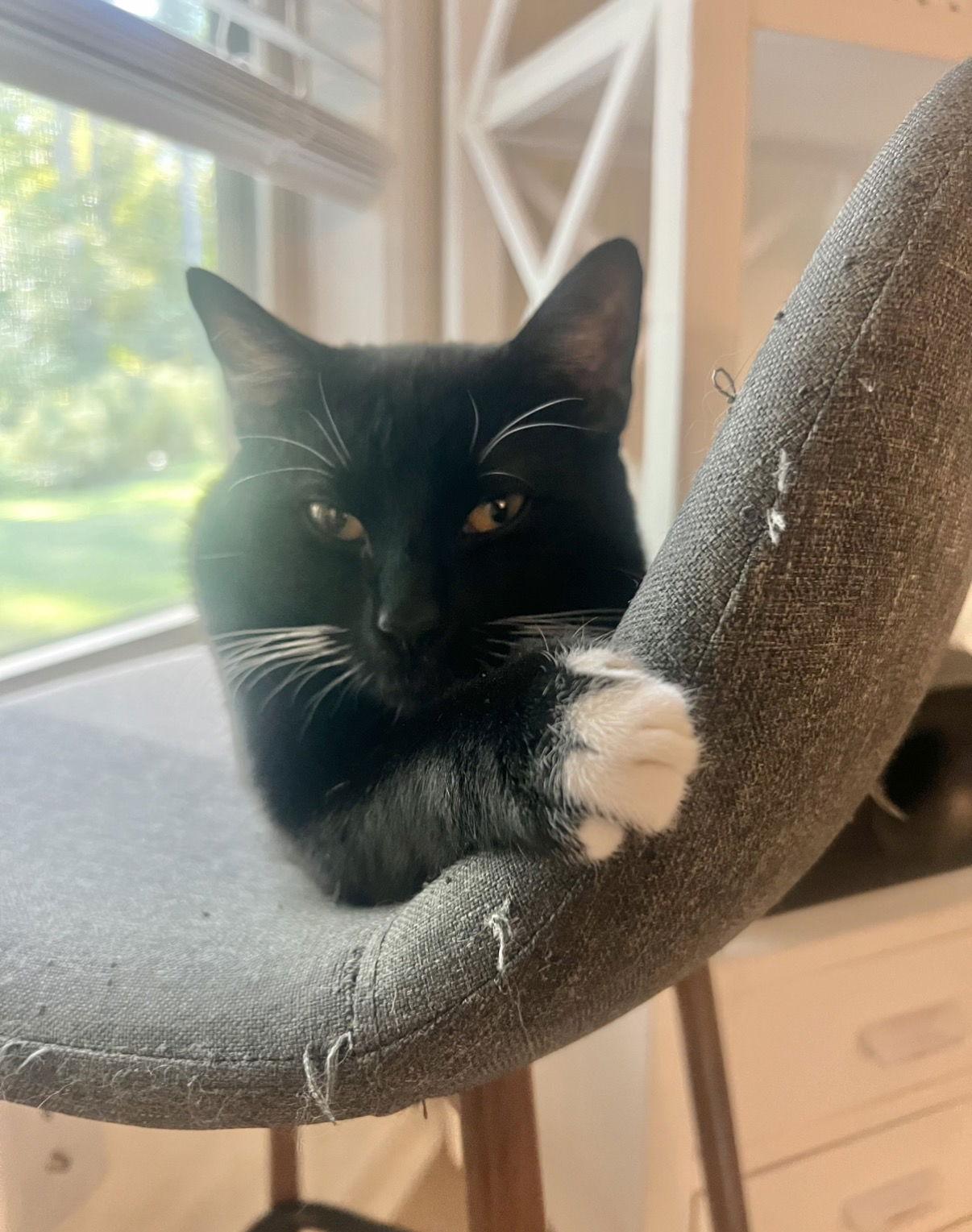 Enlarge Blackie, a Adopted Domestic Short Hair in Buford, GA image 2/3