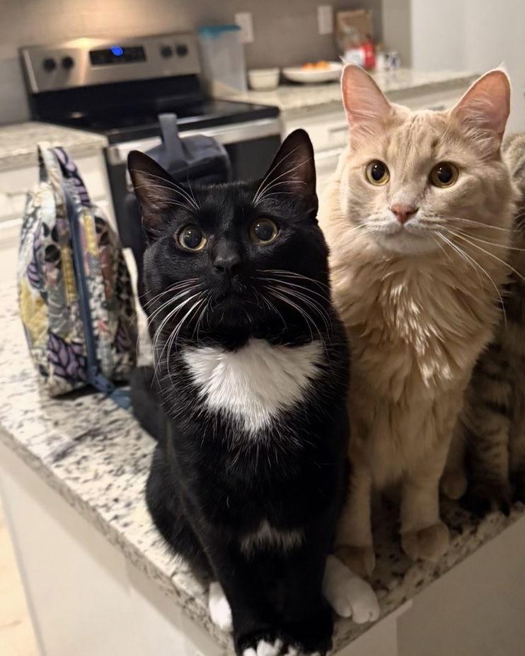 Enlarge Blackie, a Adopted Domestic Short Hair in Buford, GA image 3/3