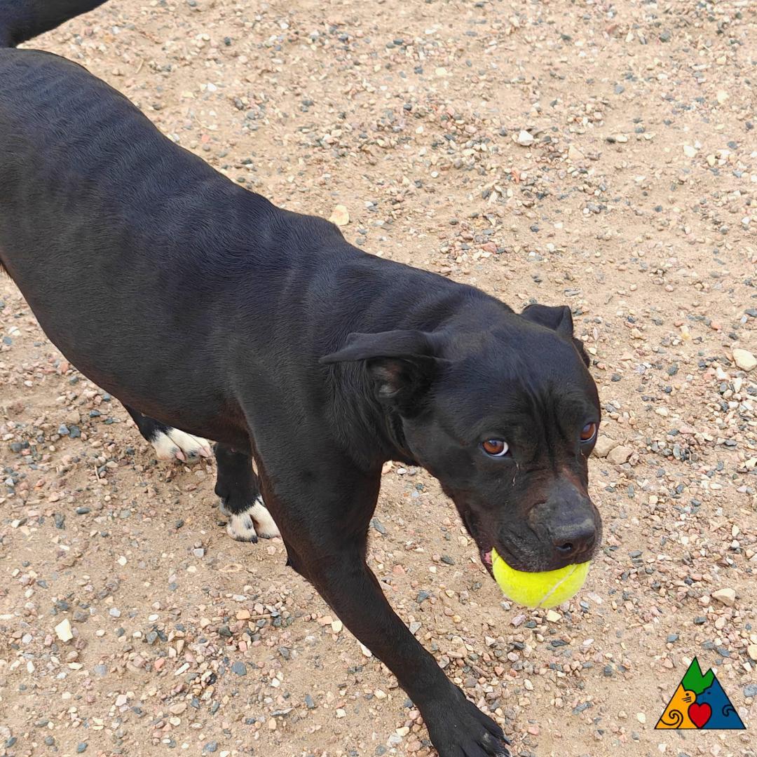 Enlarge Piper, a ADOPTABLE mixed breed in Douglas, WY image 4/4