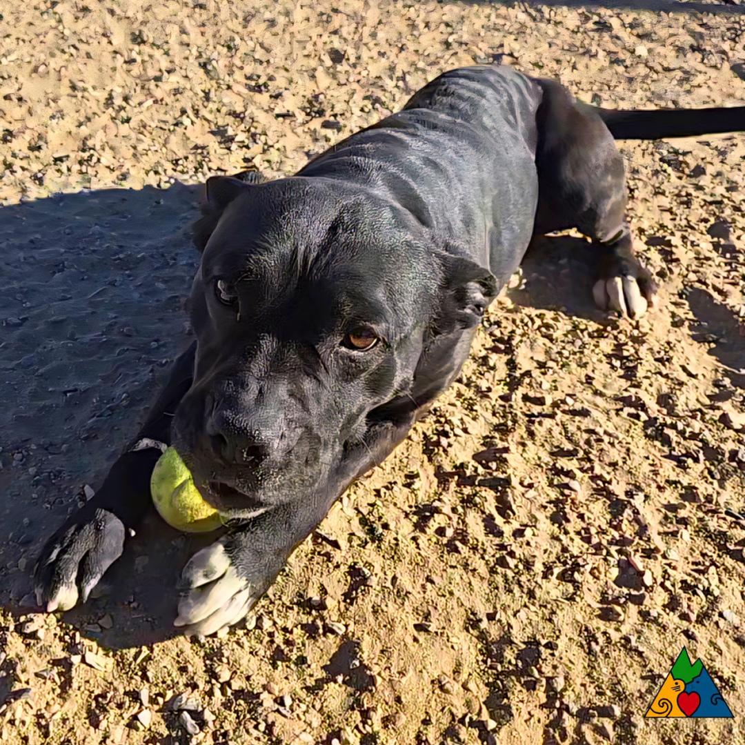 Enlarge Piper, a ADOPTABLE mixed breed in Douglas, WY image 1/4
