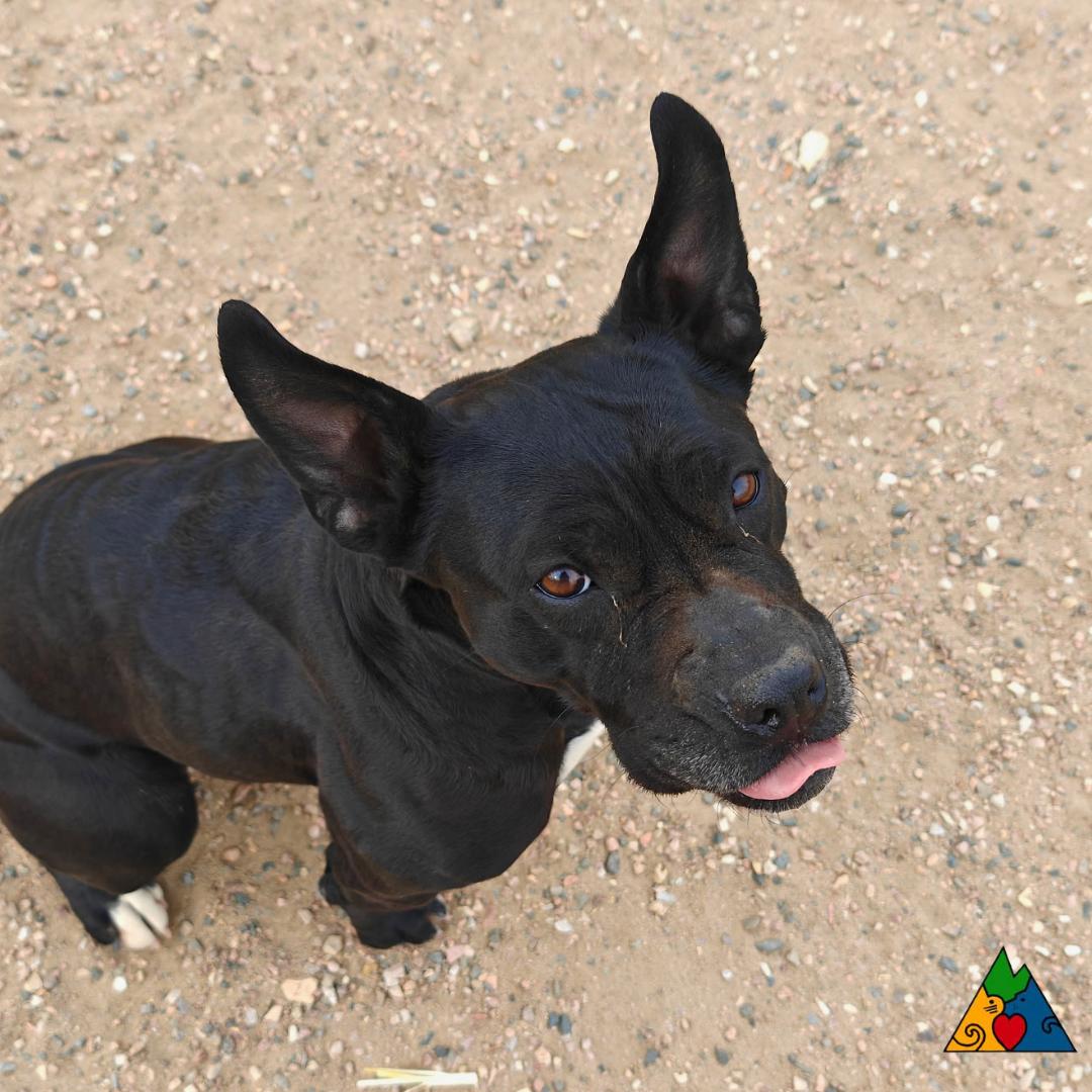 Enlarge Piper, a ADOPTABLE mixed breed in Douglas, WY image 3/4