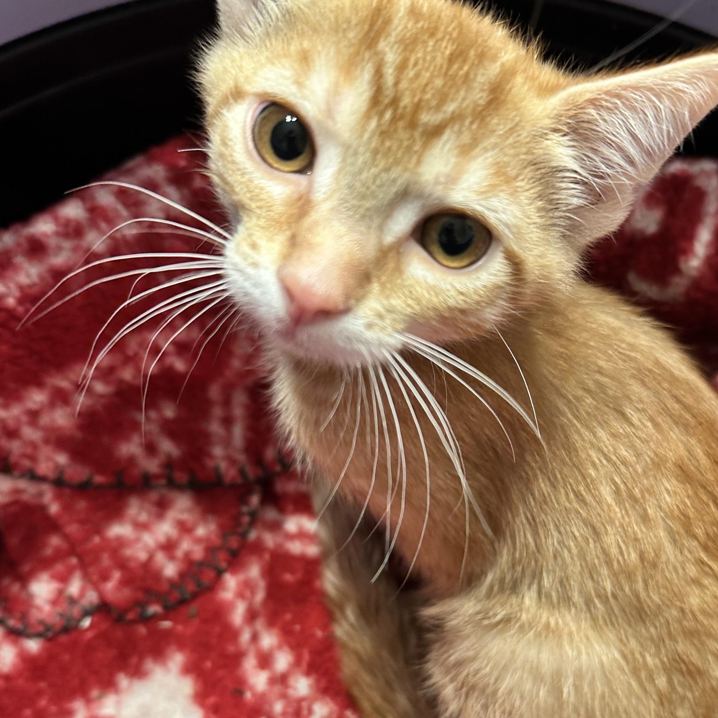 Needoh, ADOPTABLE, Kitten Male Domestic Short Hair.