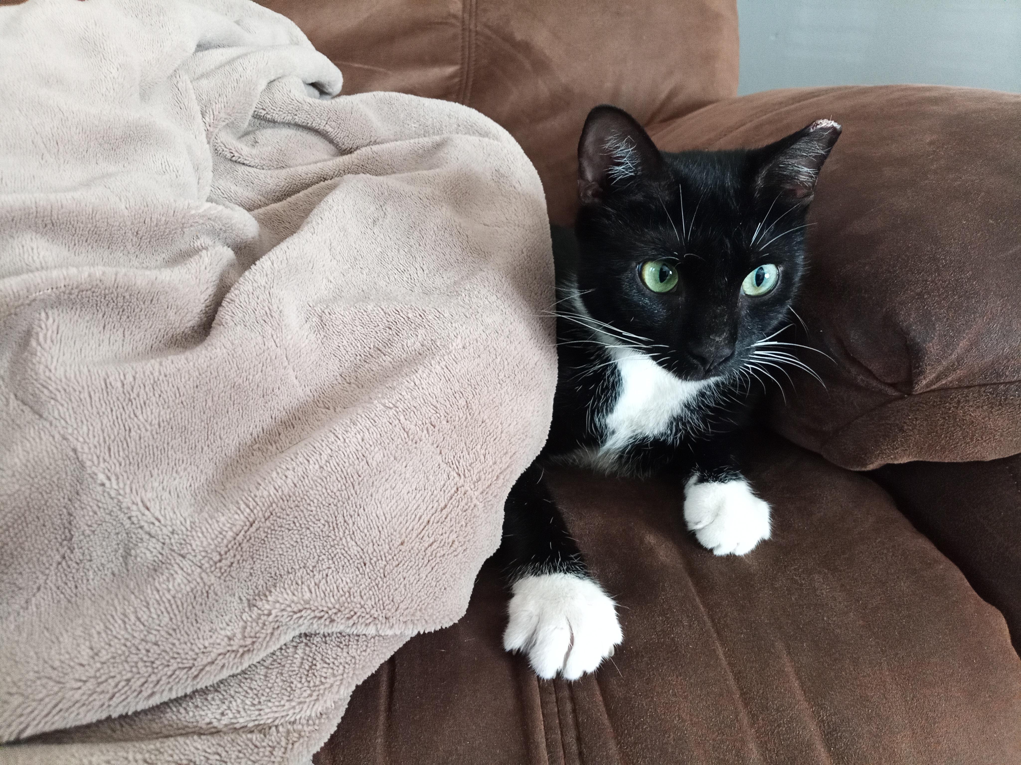 Vanilla Bean, ADOPTABLE, Adult Female Tuxedo.