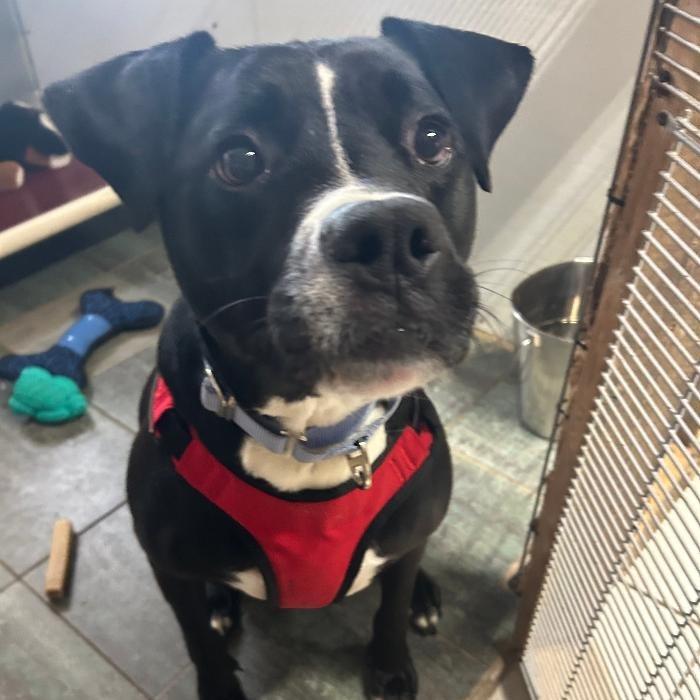 Hades aka Cadalack, Adoptable, Adult Male Boxer & Mixed Breed.