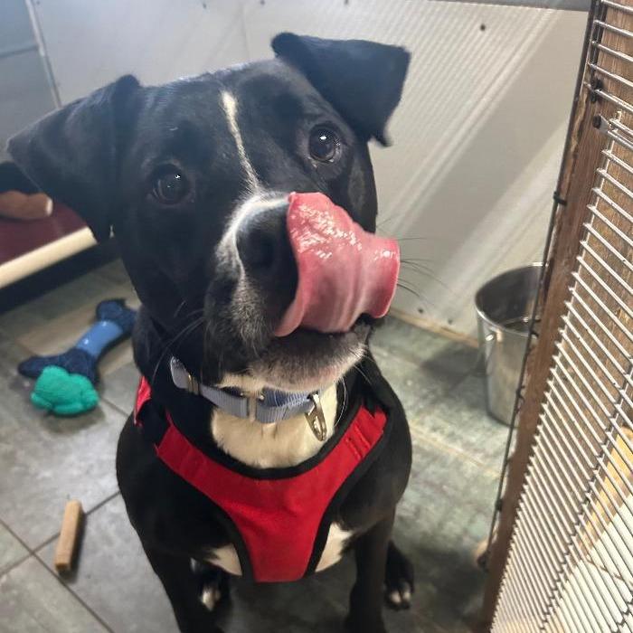 Enlarge Hades aka Cadalack, a Adoptable mixed breed in North Myrtle Beach, SC image 2/3
