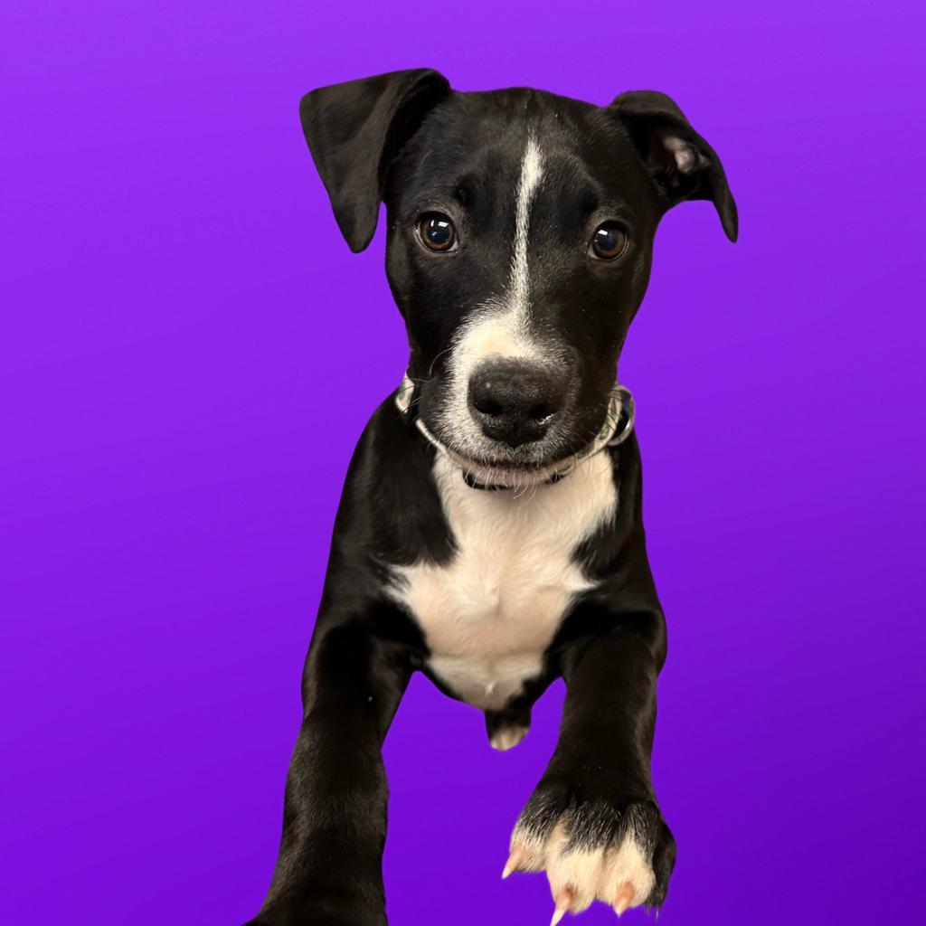 Enlarge Hades aka Cadalack, a Adoptable mixed breed in North Myrtle Beach, SC image 3/3