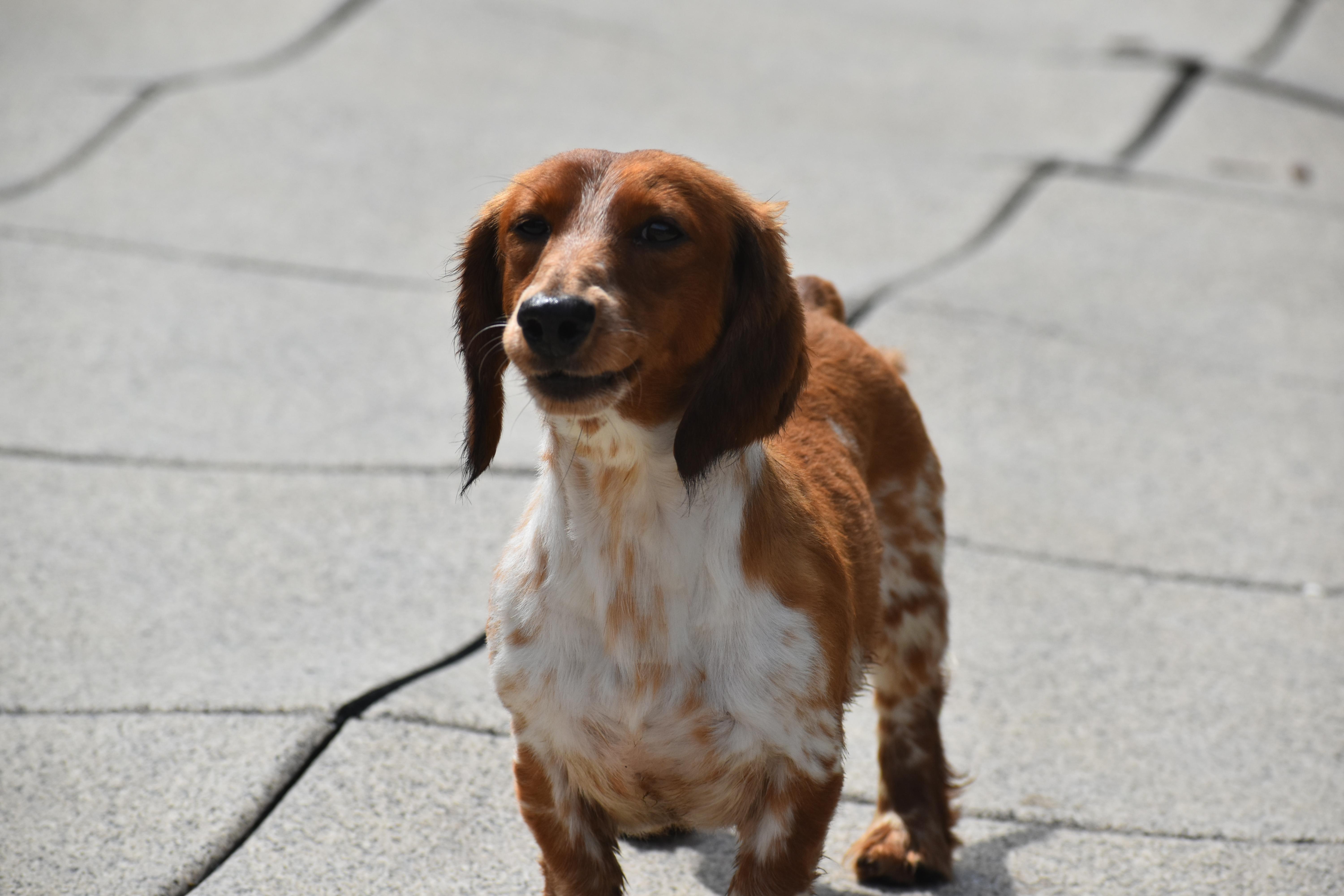 Omen, an adopted Dachshund in Auburn, NE image 3/5