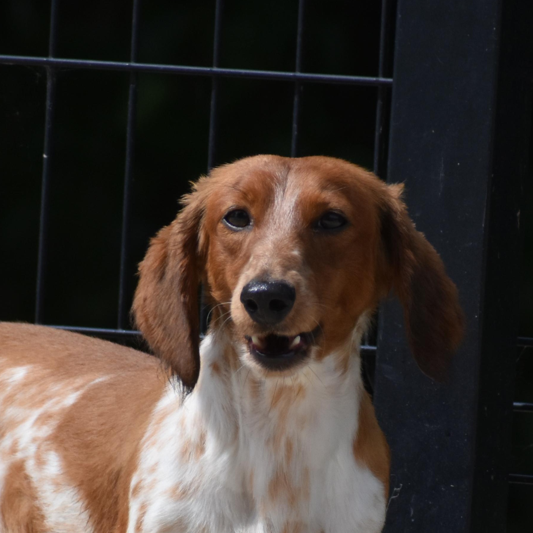 Omen, an adopted Dachshund in Auburn, NE image 1/5