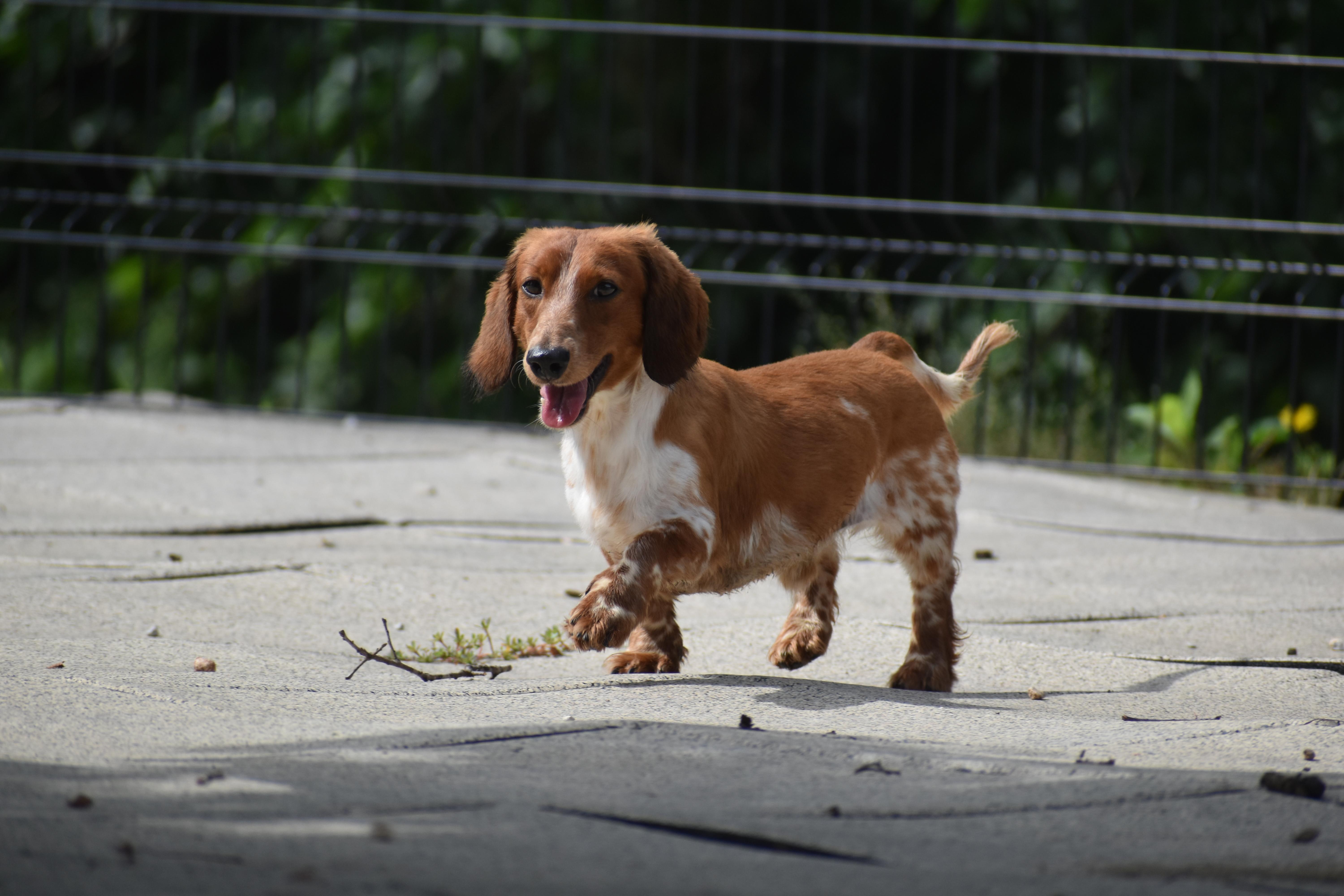 Omen, an adopted Dachshund in Auburn, NE image 4/5