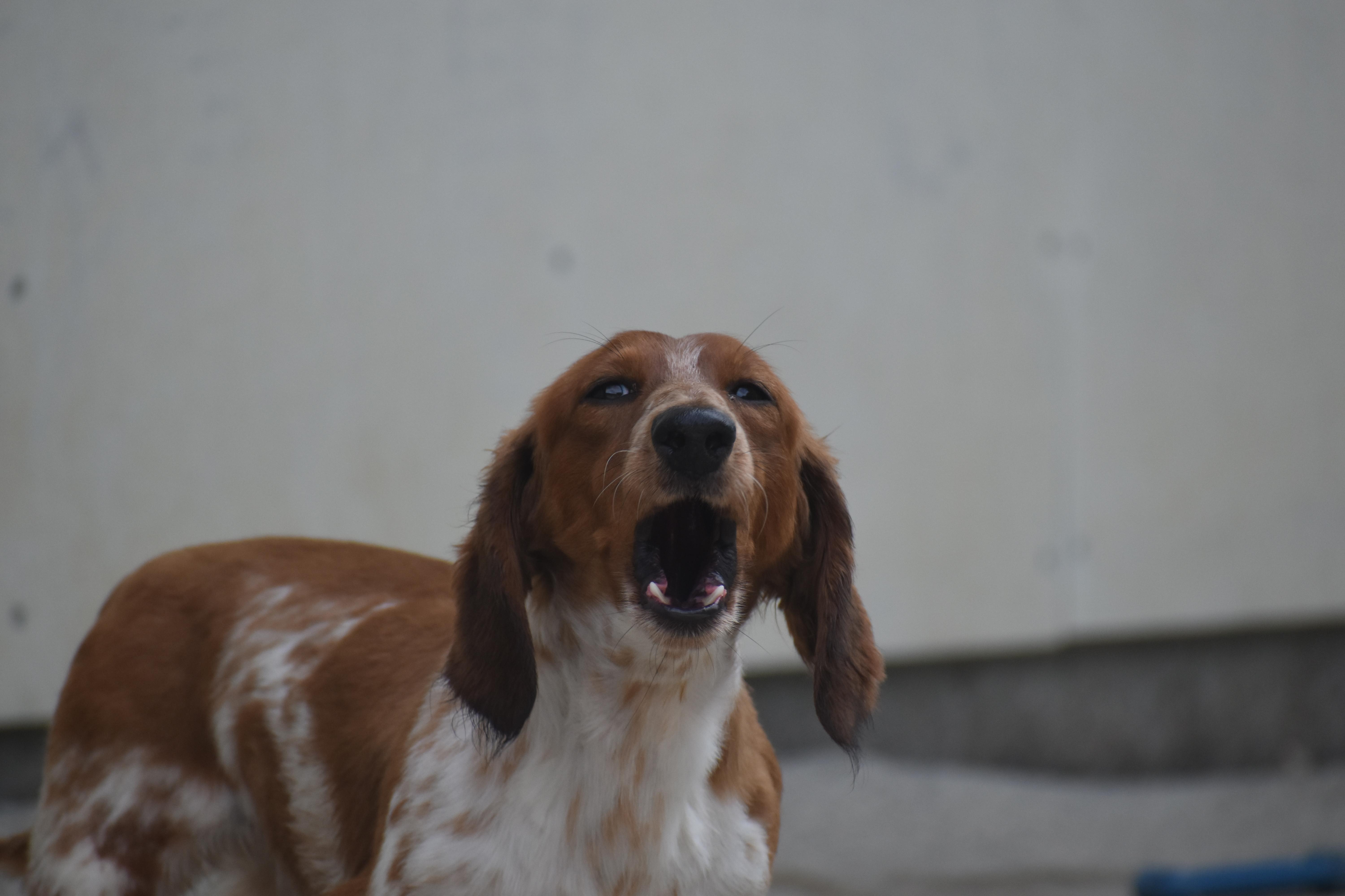 Omen, an adopted Dachshund in Auburn, NE image 5/5