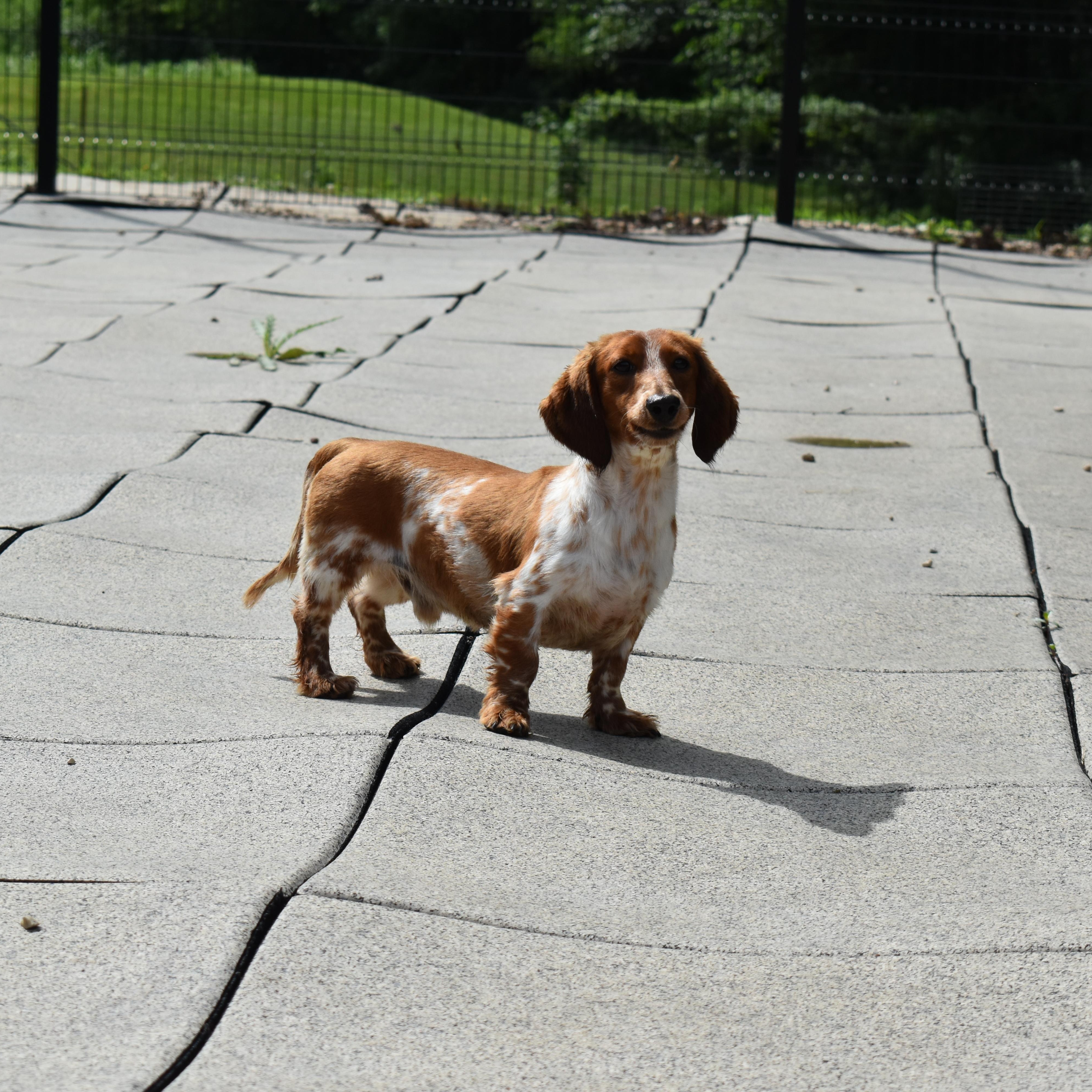 Omen, an adopted Dachshund in Auburn, NE image 2/5