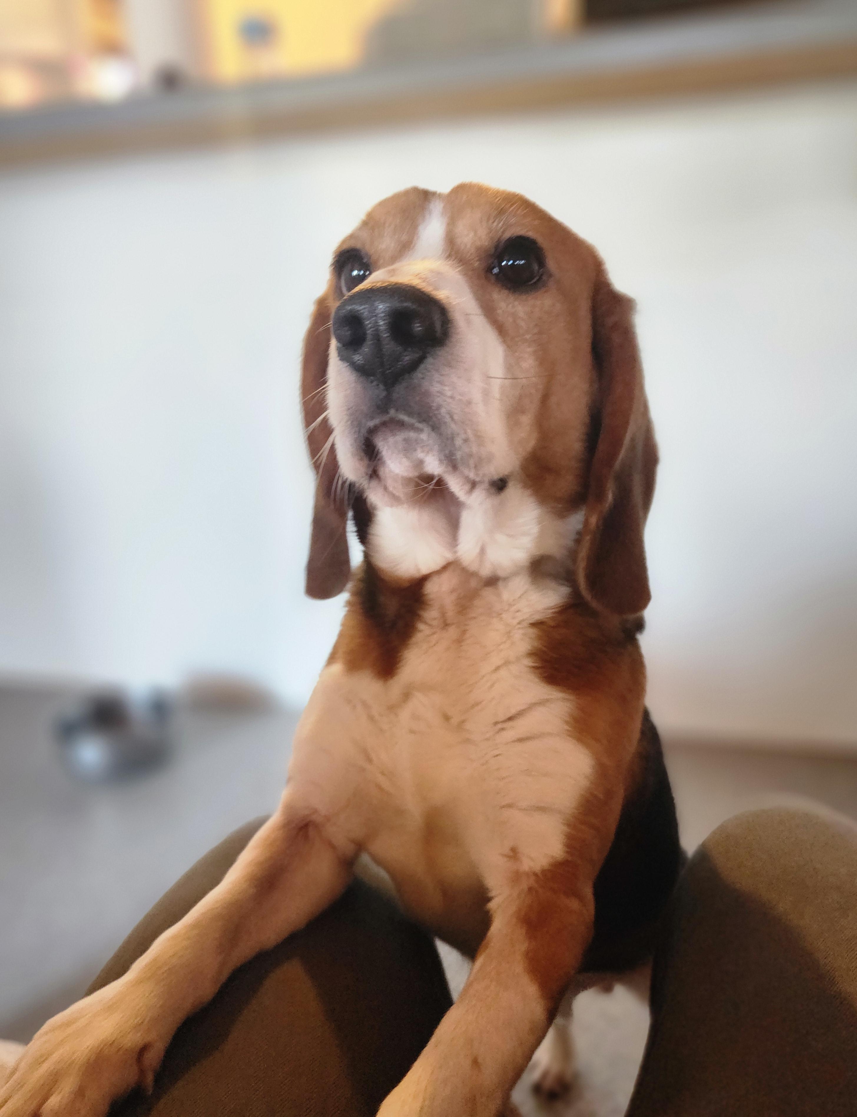 Astro, an adoptable Beagle in Hartville, WY, 82215 | Photo Image 1