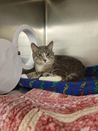 Elmer, Adoptable, Adult Male Domestic Short Hair & Domestic Short Hair.