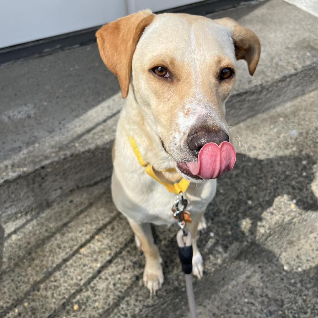 Yellowstone, Adoptable, Adult Female Labrador Retriever & Mixed Breed.