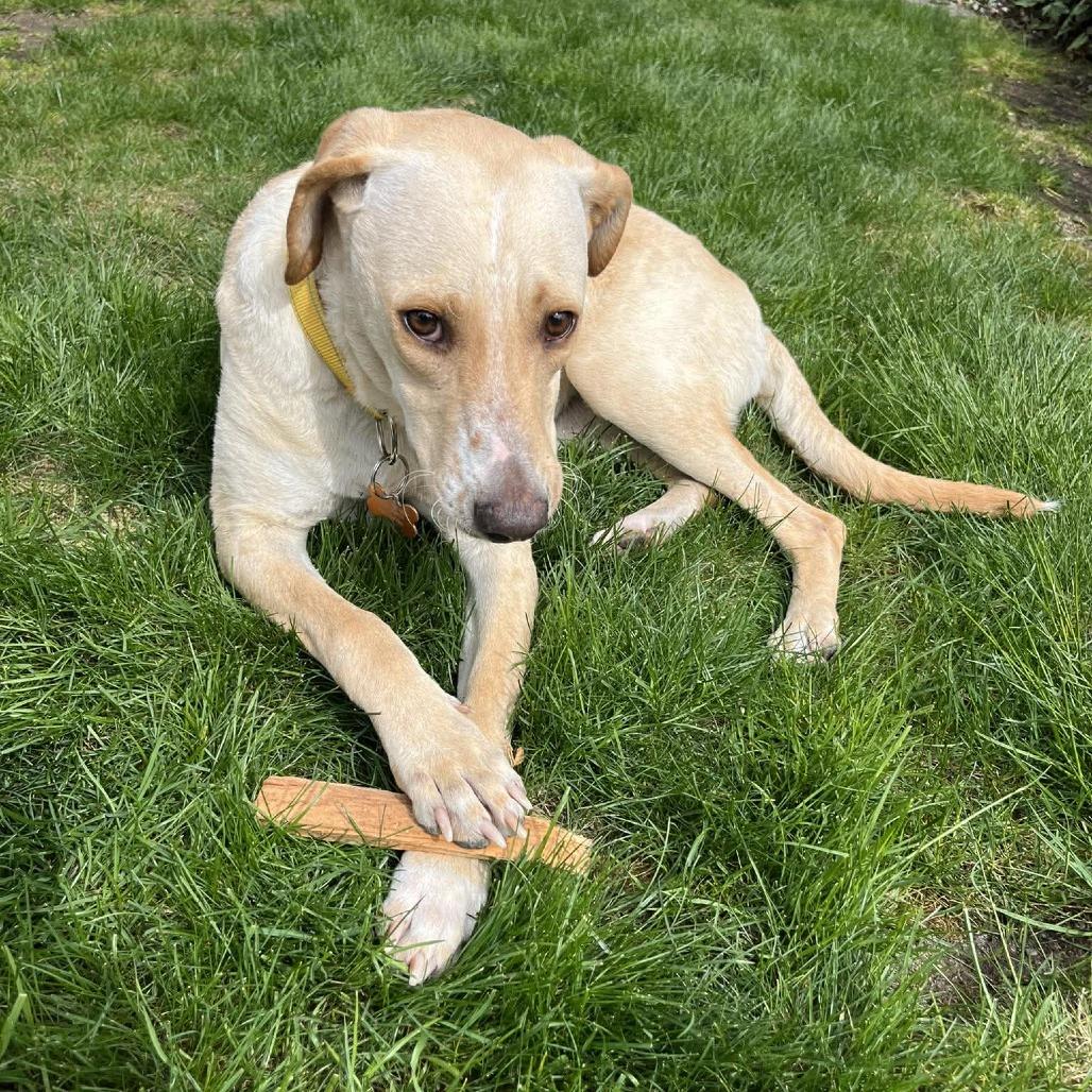 Enlarge Yellowstone, a Adoptable mixed breed in Bend, OR image 2/6
