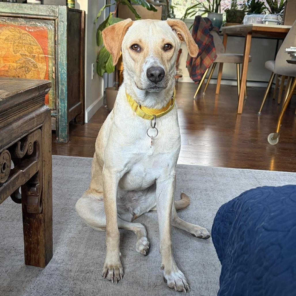 Enlarge Yellowstone, a Adoptable mixed breed in Bend, OR image 3/6