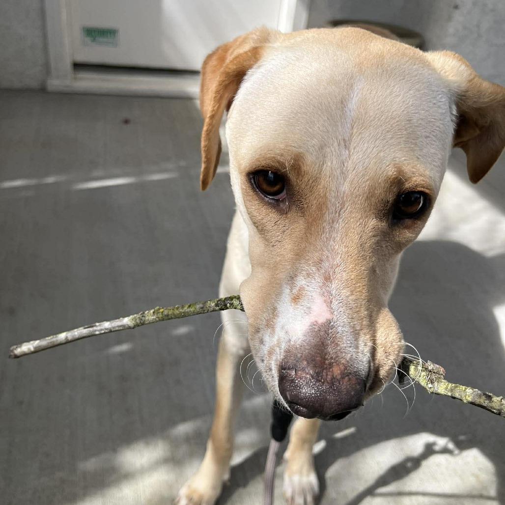 Enlarge Yellowstone, a Adoptable mixed breed in Bend, OR image 4/6