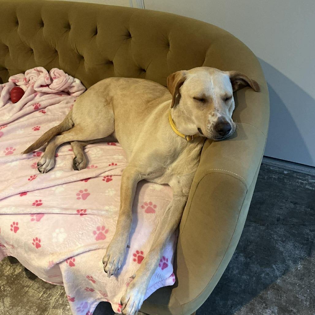 Enlarge Yellowstone, a Adoptable mixed breed in Bend, OR image 5/6