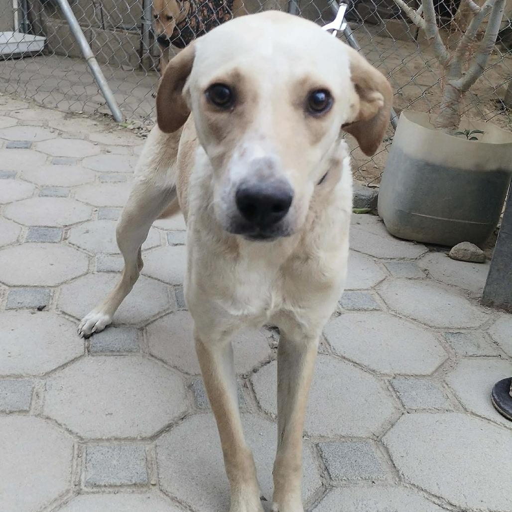 Enlarge Yellowstone, a Adoptable mixed breed in Bend, OR image 6/6