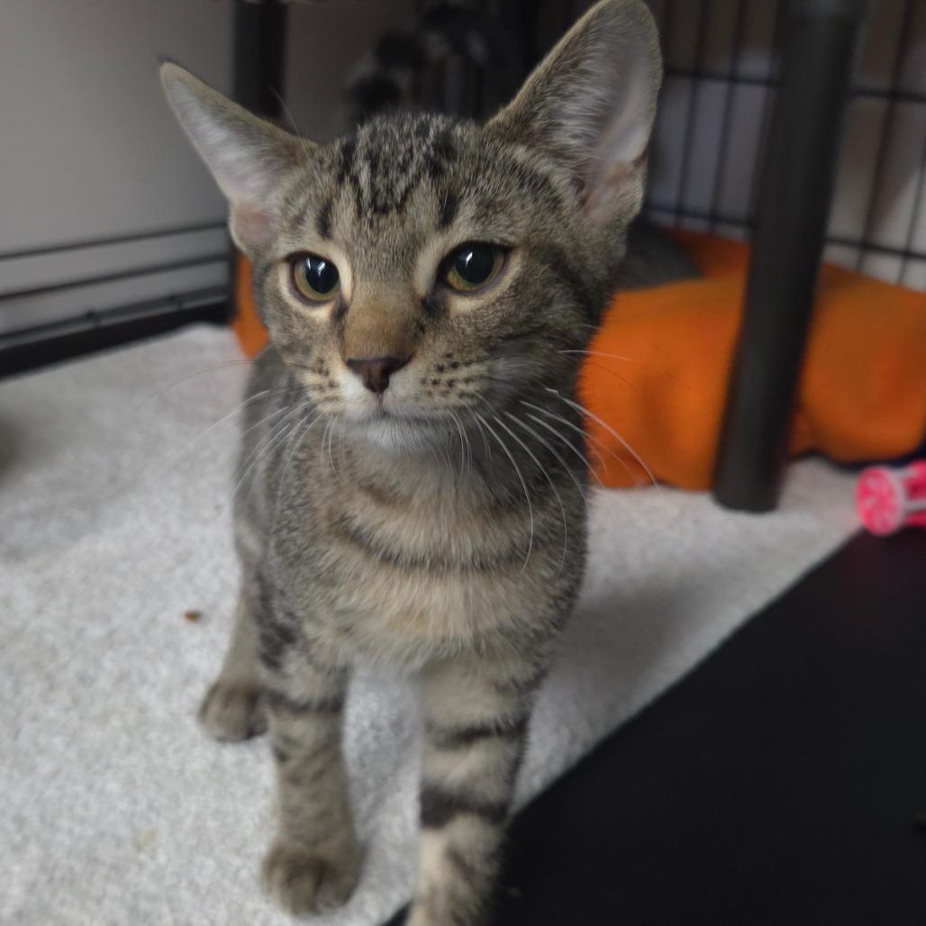 Ollie, Adoptable, Kitten Male Domestic Short Hair.