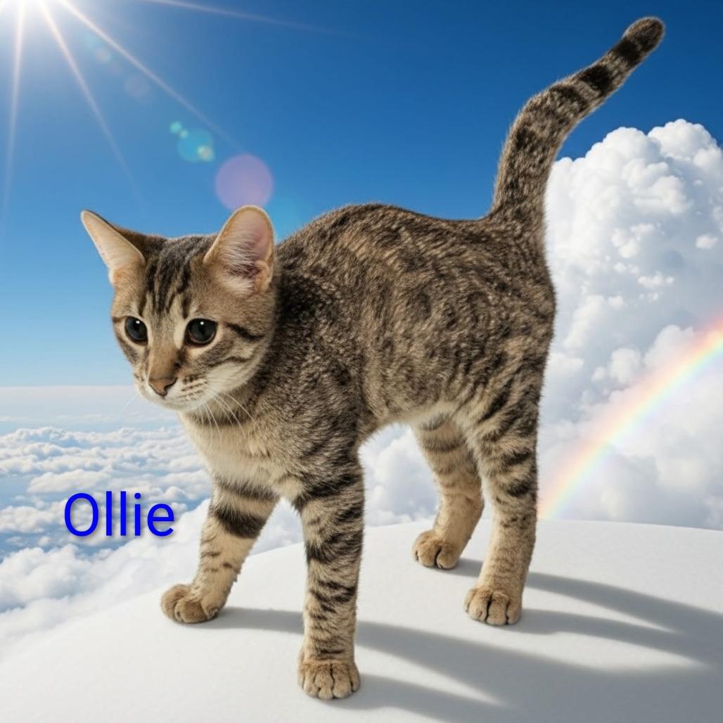 Enlarge Ollie, a Adoptable Domestic Short Hair in Jessup, MD image 2/2