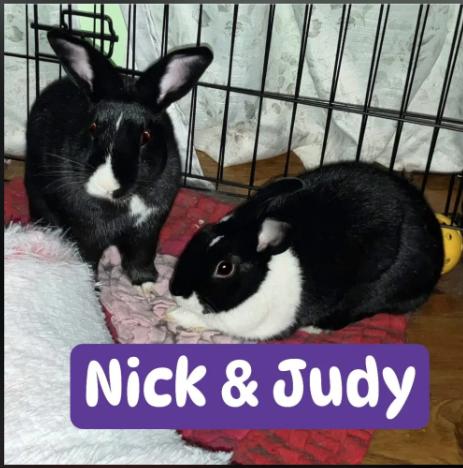 Enlarge Nick & Judy (bonded pair), a Adoptable Dutch in Huntsville, AL image 1/1