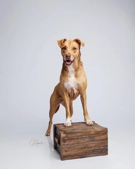 Baby Girl, a ADOPTABLE mixed breed in Inverness, FL image 2/5