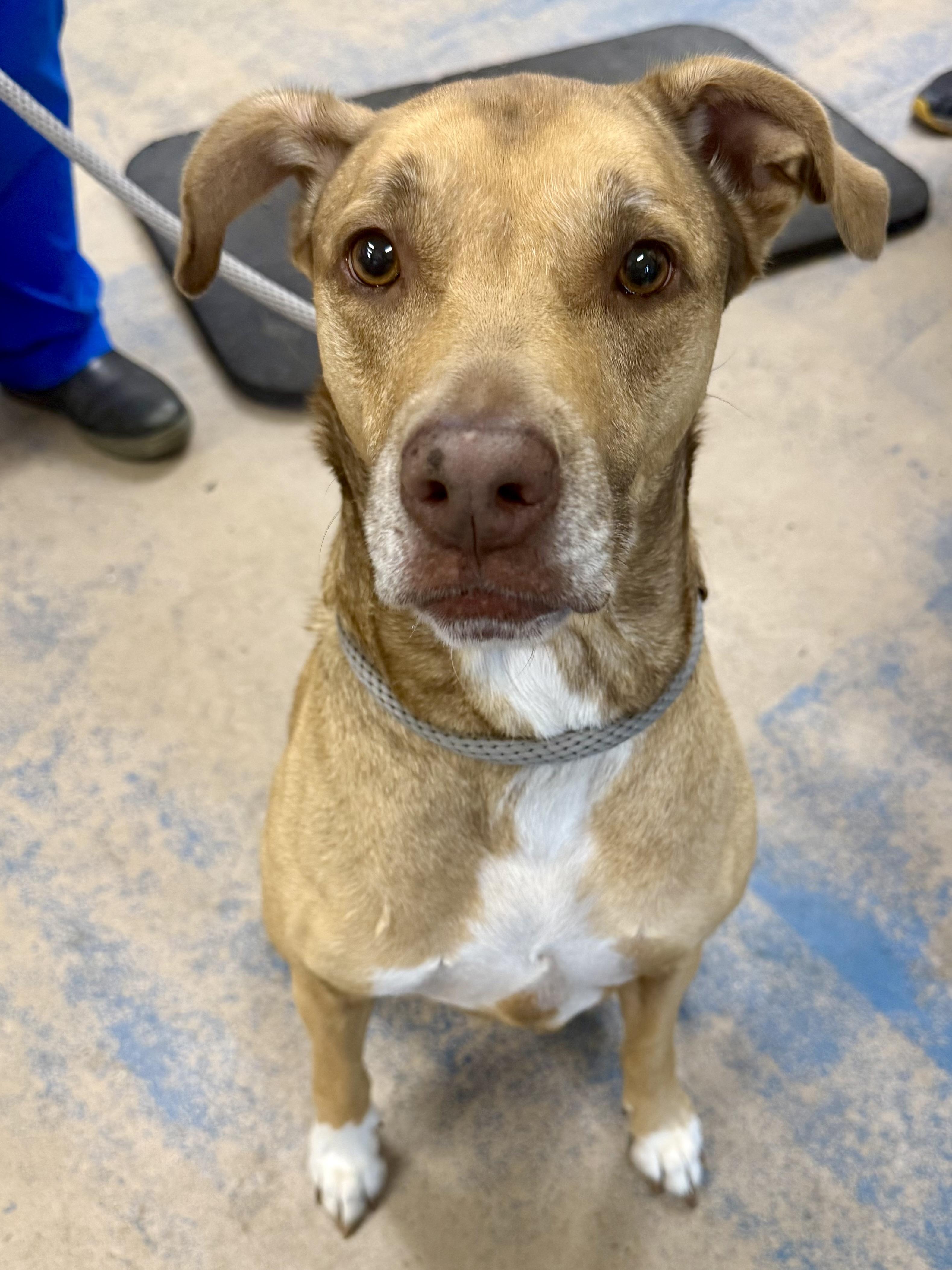 Enlarge Baby Girl, a ADOPTABLE mixed breed in Inverness, FL image 2/2