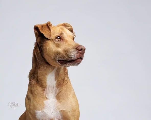 Baby Girl, a ADOPTABLE mixed breed in Inverness, FL image 3/5